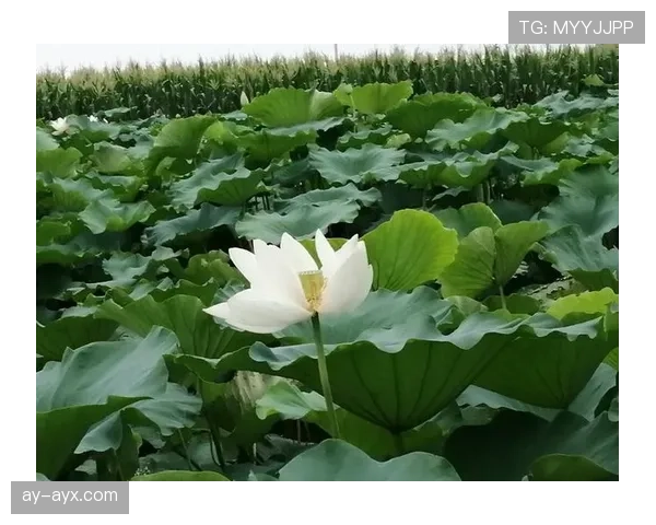 罗德里：健康饮食与规律作息成就卓越竞技状态